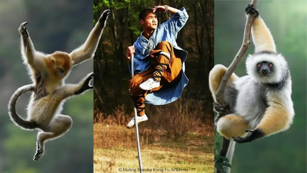 monkeys and and monkey style kung fu practitioner on a staff