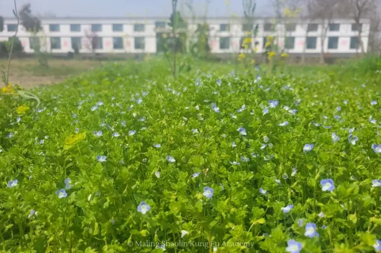 season pic spring flowers training hall